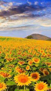 Title: “Sunflower Wallpaper: Your Ultimate Source for Stunning Sunflower Images” 4
