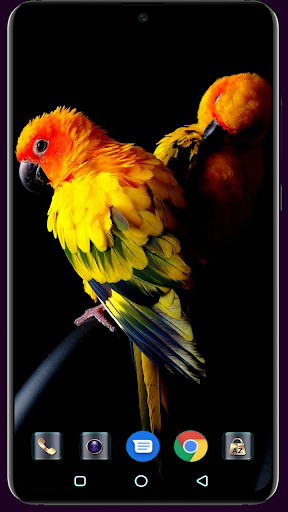 Android application Bird Wallpaper screenshort