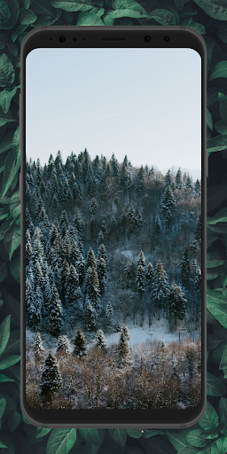 Aesthetic Forest Wallpaper 4K Screen 3