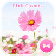 Pink Cosmos  Flower Theme