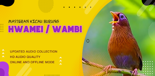 Masteran Burung Hwamei / Wambi