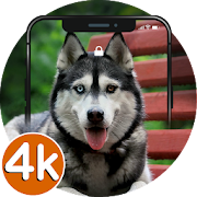 ? Husky Wallpapers HD ♥ 4K Husky Pup Backgrounds