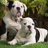 Bulldogs Wallpapers icon