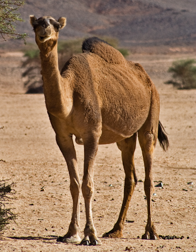 Information on the Dromedary Camel