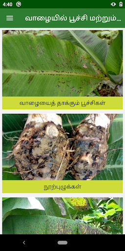 Banana Pest and Disease Manage Screen 2