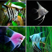 Top 28 Books & Reference Apps Like Freshwater Ornamental Fish - Best Alternatives