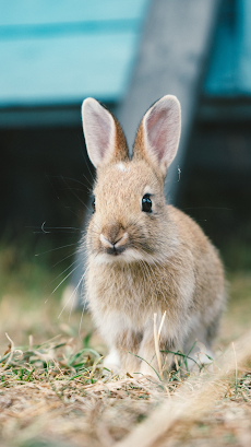 Rabbit Wallpaper - Cute Bunnyのおすすめ画像2