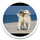 Lovely Dog Live Wallpaper icon