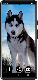 screenshot of Husky Dog Wallpapers