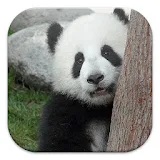 Panda Live Wallpapers icon