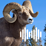 Cover Image of Download Sheep hunting calls  APK