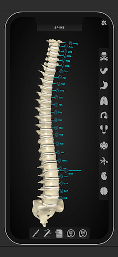 Virtual Medical Anatomy