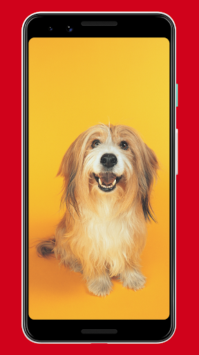 Android application Dogs Wallpapers & Background screenshort