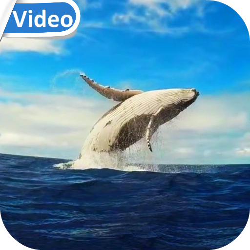 Whale HD Video Live Wallpaper logo