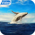 Cover Image of ดาวน์โหลด Whale HD Video Live Wallpaper  APK