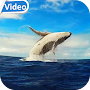 Whale HD Video Live Wallpaper