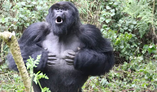Captura de Pantalla 10 Videos documentales animales s android