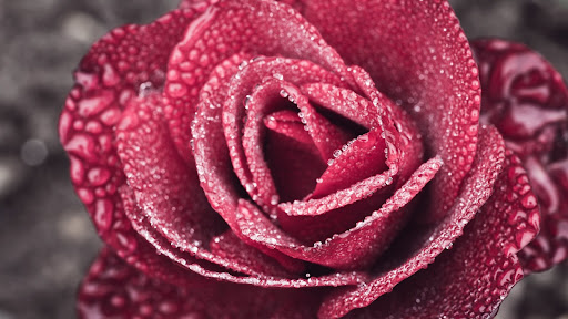 Red Rose Wallpaper HD Screen 2
