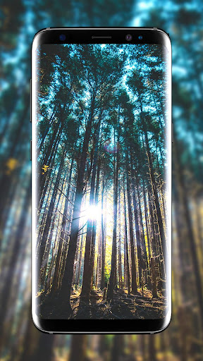 Forest Wallpapers HD