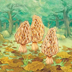 Morels