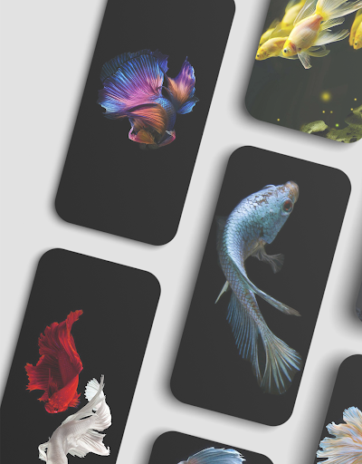Betta Fish Wallpapers Screen 2