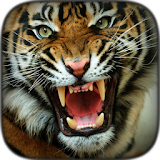 Tiger Wallpaper icon