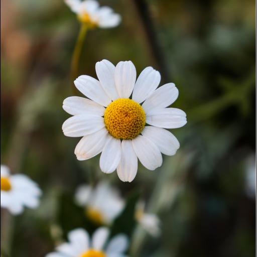 Flowers:Flores logo