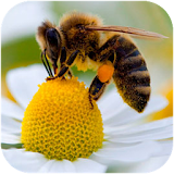 Bee Sounds icon