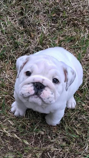 Android application English Bulldog screenshort