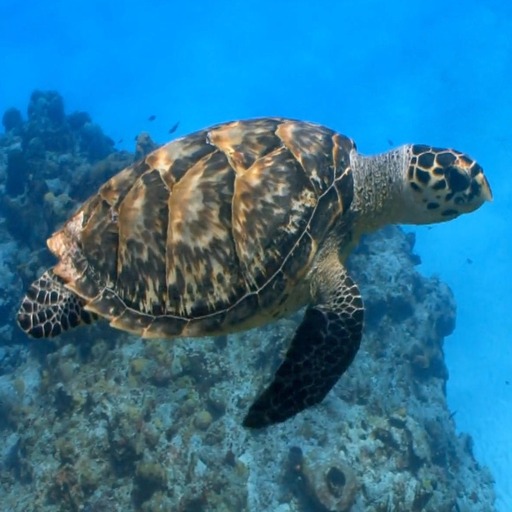 Turtle Live Wallpaper logo