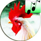 Sound Of Rooster Scare Cat Fun icon