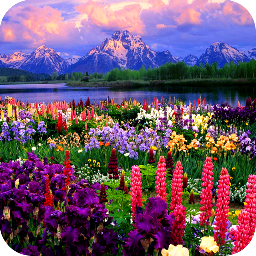 Valley of Flowers Live Wallpap - Ứng dụng trên Google Play