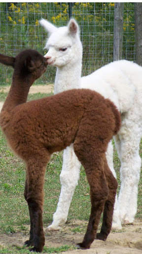 Llama Wallpapers Screen 3