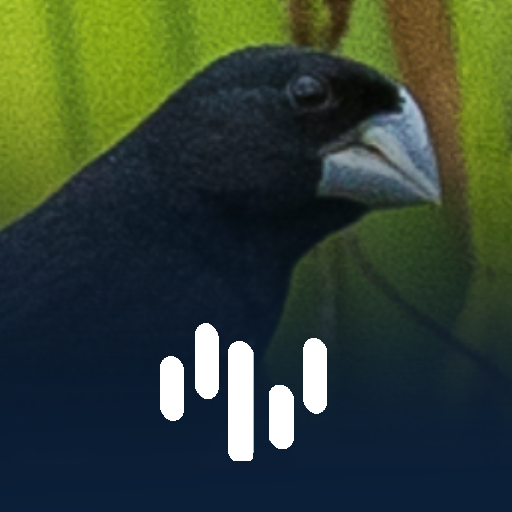Canto Para Esquentar Bicudo logo