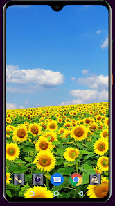 Captura de Pantalla 11 Sunflower Wallpaper android