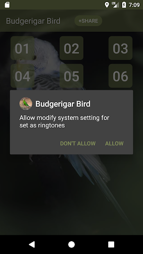 Budgerigar Bird Sounds Screen 3