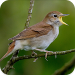 Cover Image of Tải xuống Nightingale bird song 1.4 APK