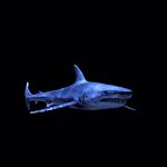 Cover Image of Télécharger Blue Shark Live Wallpaper  APK