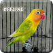 Masteran Lovebird Ngekek  MP3 - Androidアプリ
