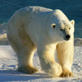 Wild Animals of the Arctic 1 icon