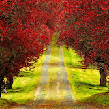 Red Foliage Trees LWP icon