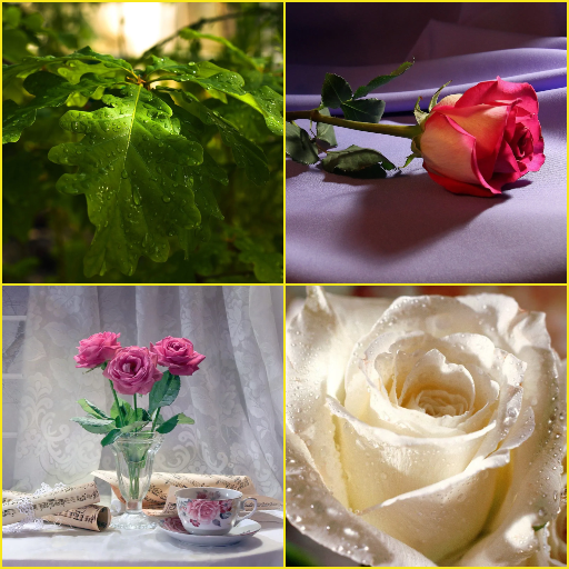 Pink Rose, White Rose, Leaf Wallpapers