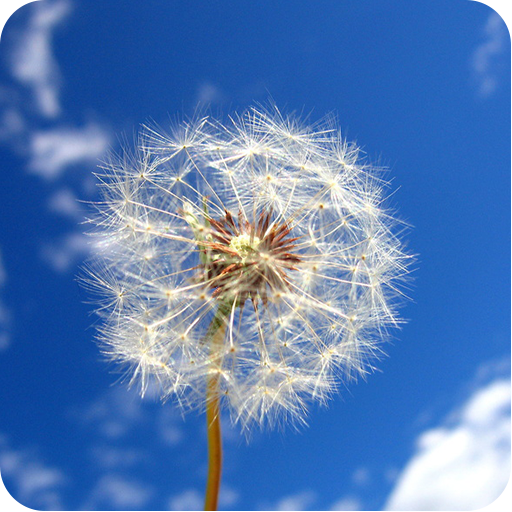 1080p Nature CloseUp Backgrounds