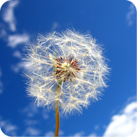 1080p Nature CloseUp Backgrounds