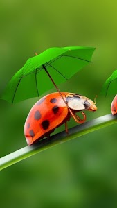 Ladybug Wallpapers Unknown
