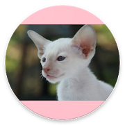 Top 30 Personalization Apps Like Cute Cats Homescreen - Best Alternatives