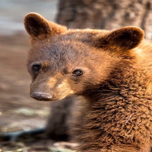 Android application Bear Wallpapers screenshort