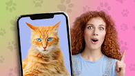 Download Kitten: what cat are you? joke 1674631084000 For Android