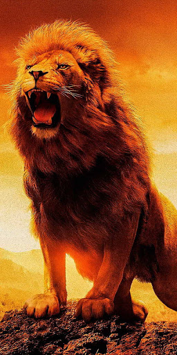 Download Lion Wallpaper HD Free for Android - Lion Wallpaper HD APK  Download 