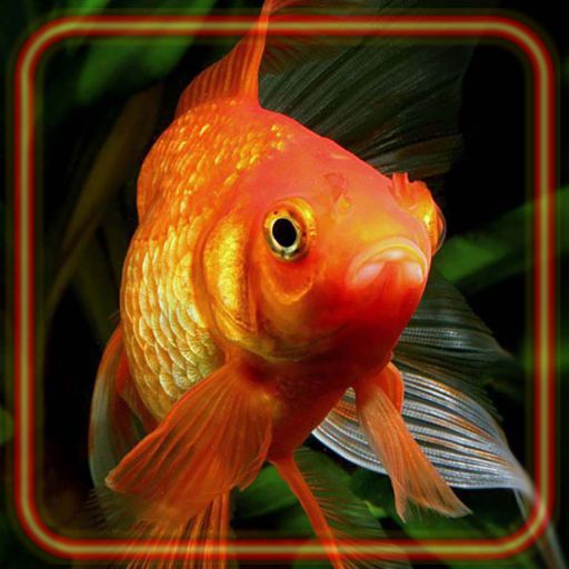 Fishes Gold Aquarium HD